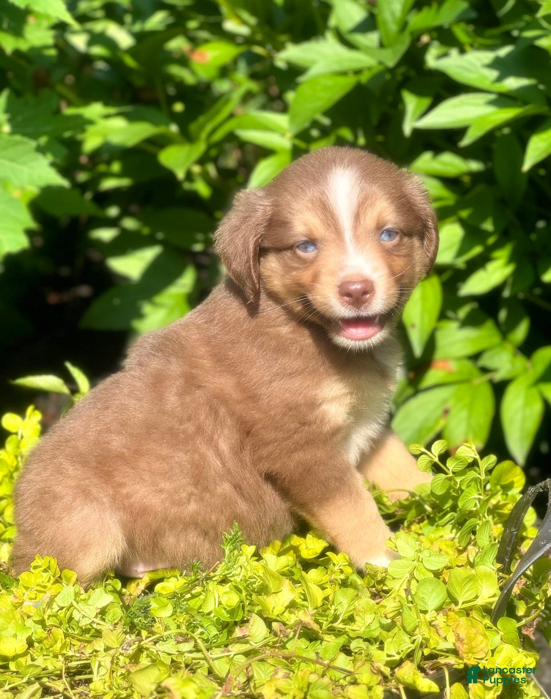 Miniature Australian Shepherd dogs for sale: Chip - Image 2