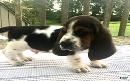 Basset Hound dogs for sale: Willie - Image 3