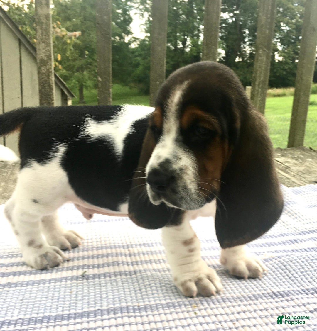 Basset Hound dogs for sale: Willie - Image 3