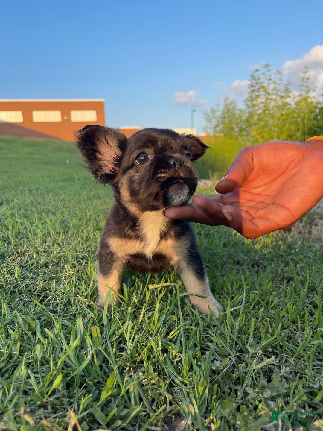 French Bulldog dogs for sale: Melo - Image 1
