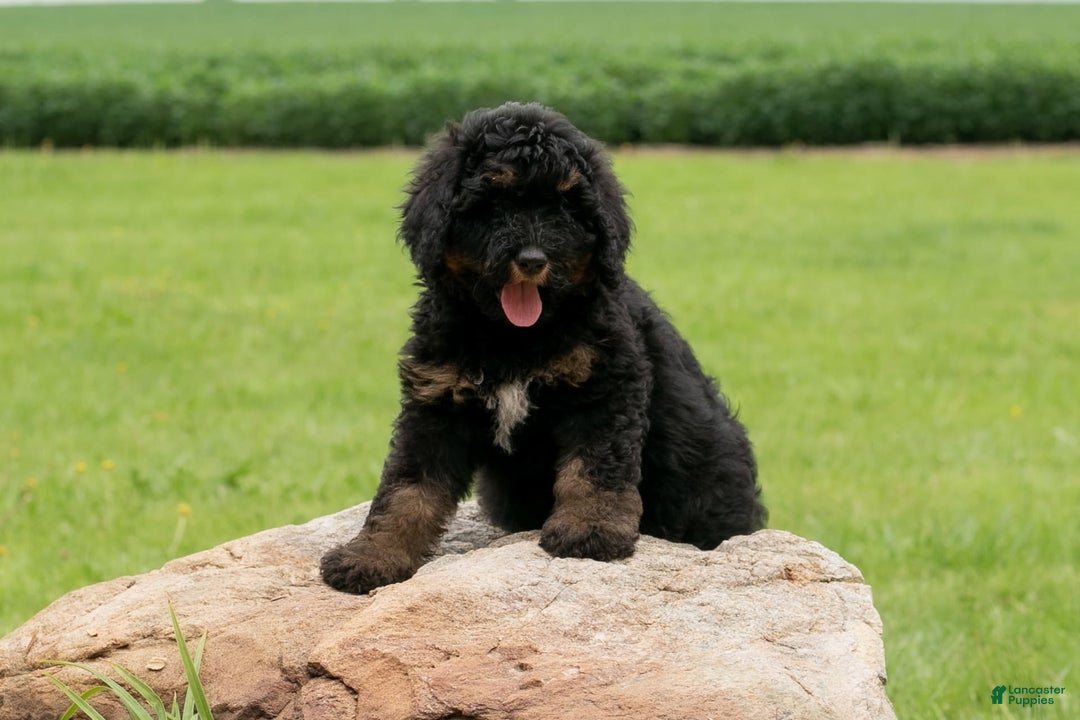 Bernedoodle dogs for sale: Ginger - Image 5