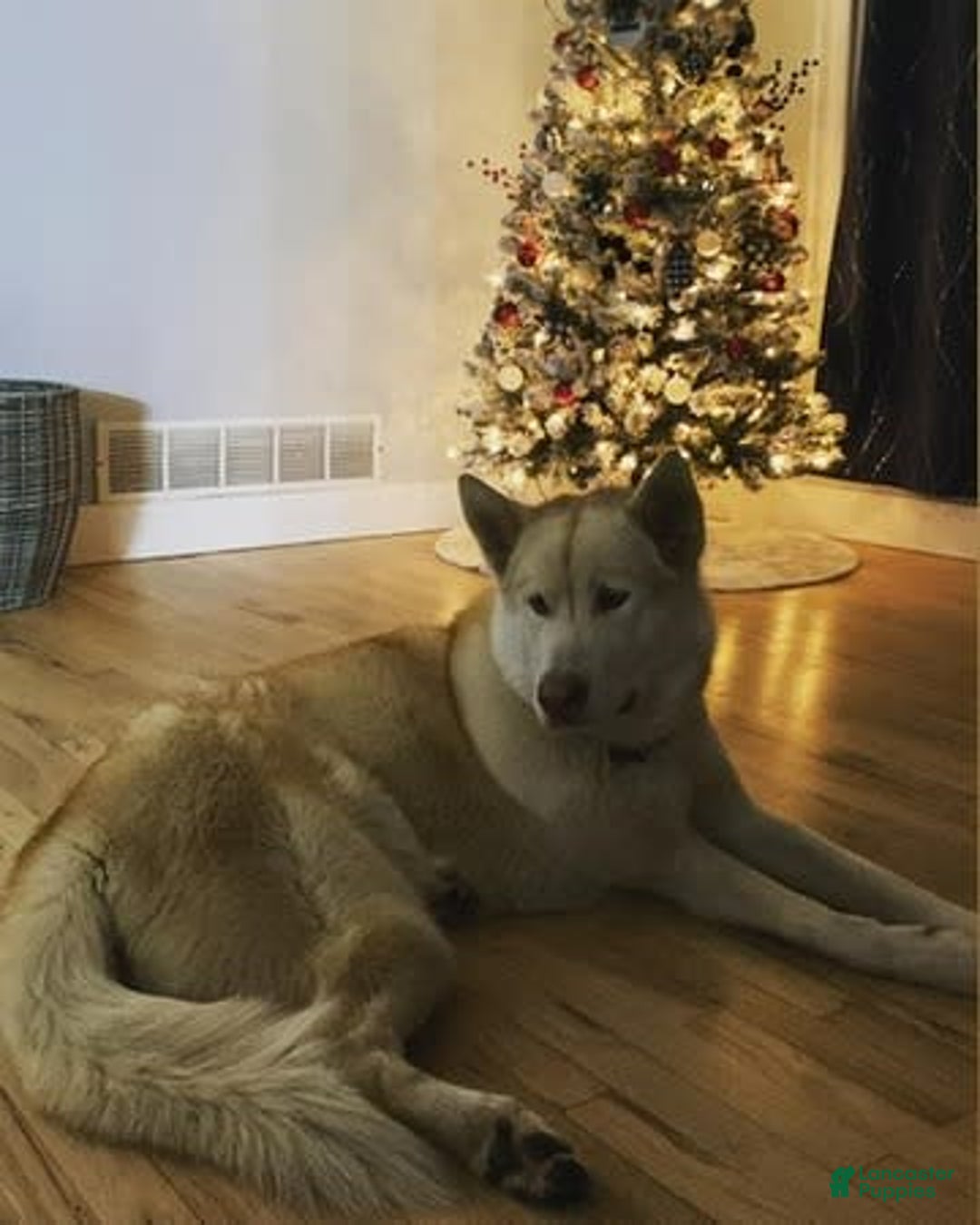Alaskan Malamute dogs for sale: Sanji - Image 17