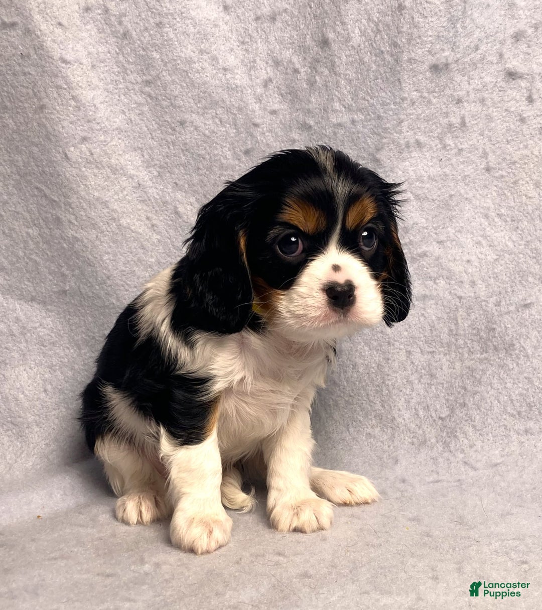 Cavalier King Charles Spaniel dogs for sale: Missy - Image 26