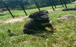 German Shepherd dogs for sale: Rip - Image 1
