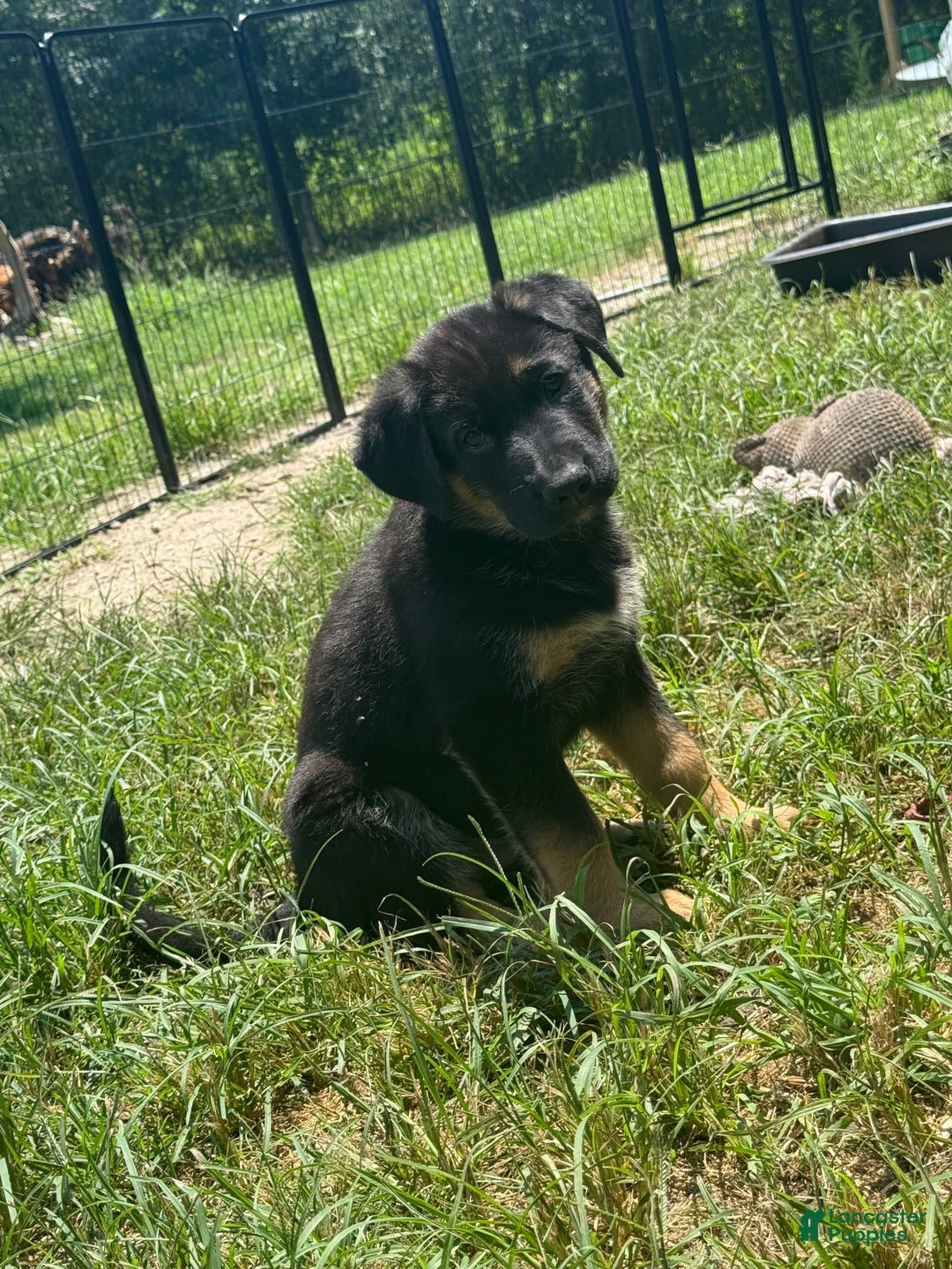 German Shepherd dogs for sale: Rip - Image 1