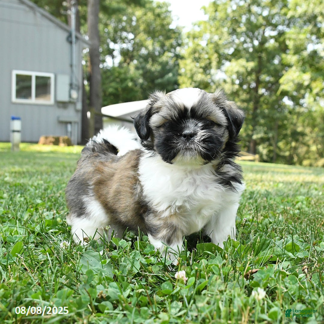 Shih Tzu dogs for sale: Ivy - Image 1