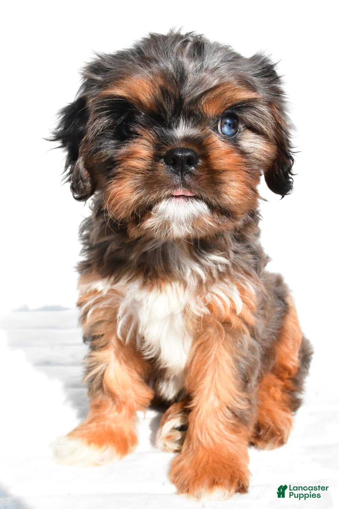 Cavapoo dogs for sale: Daisy - Image 10