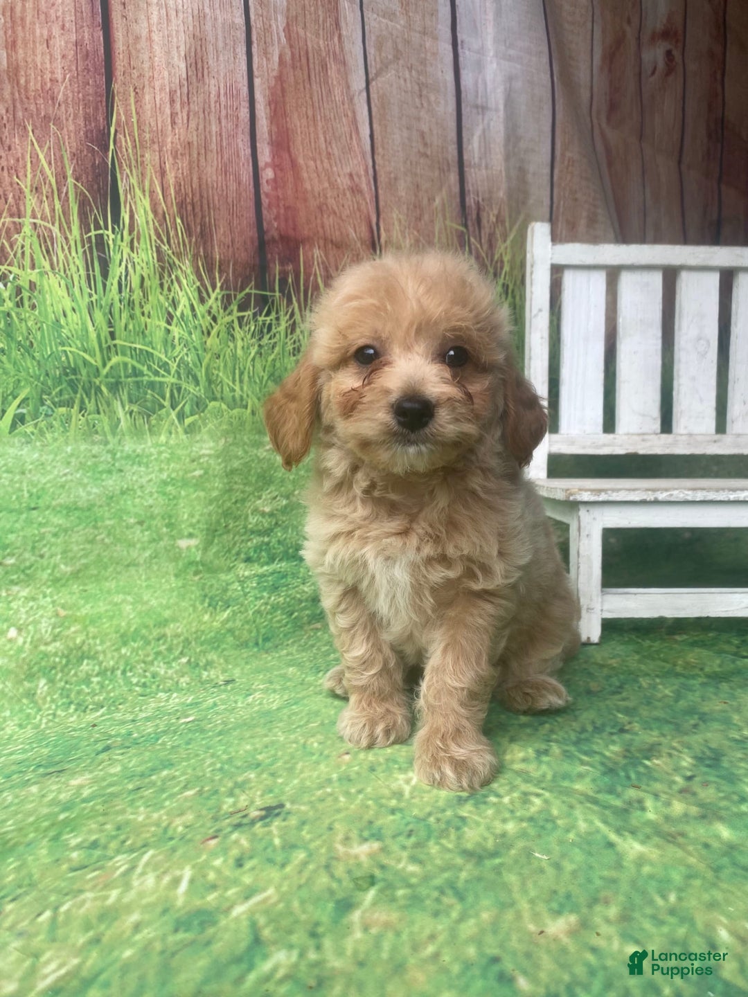 Mini Goldendoodle dogs for sale: Kona - Image 13