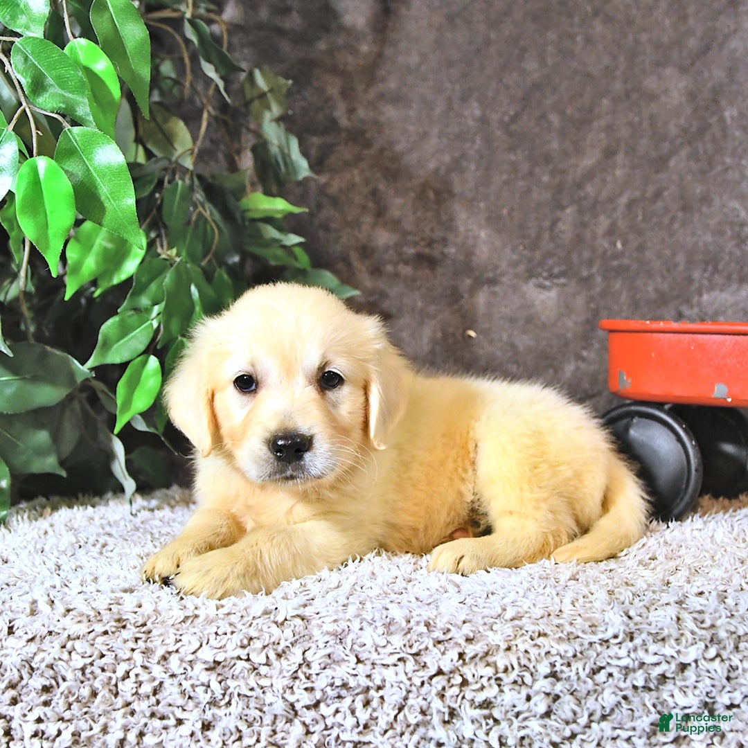 Golden Retriever dogs for sale: Bella - Image 2