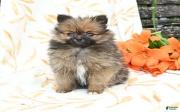 Pomeranian dogs for sale: Joy - Image 4