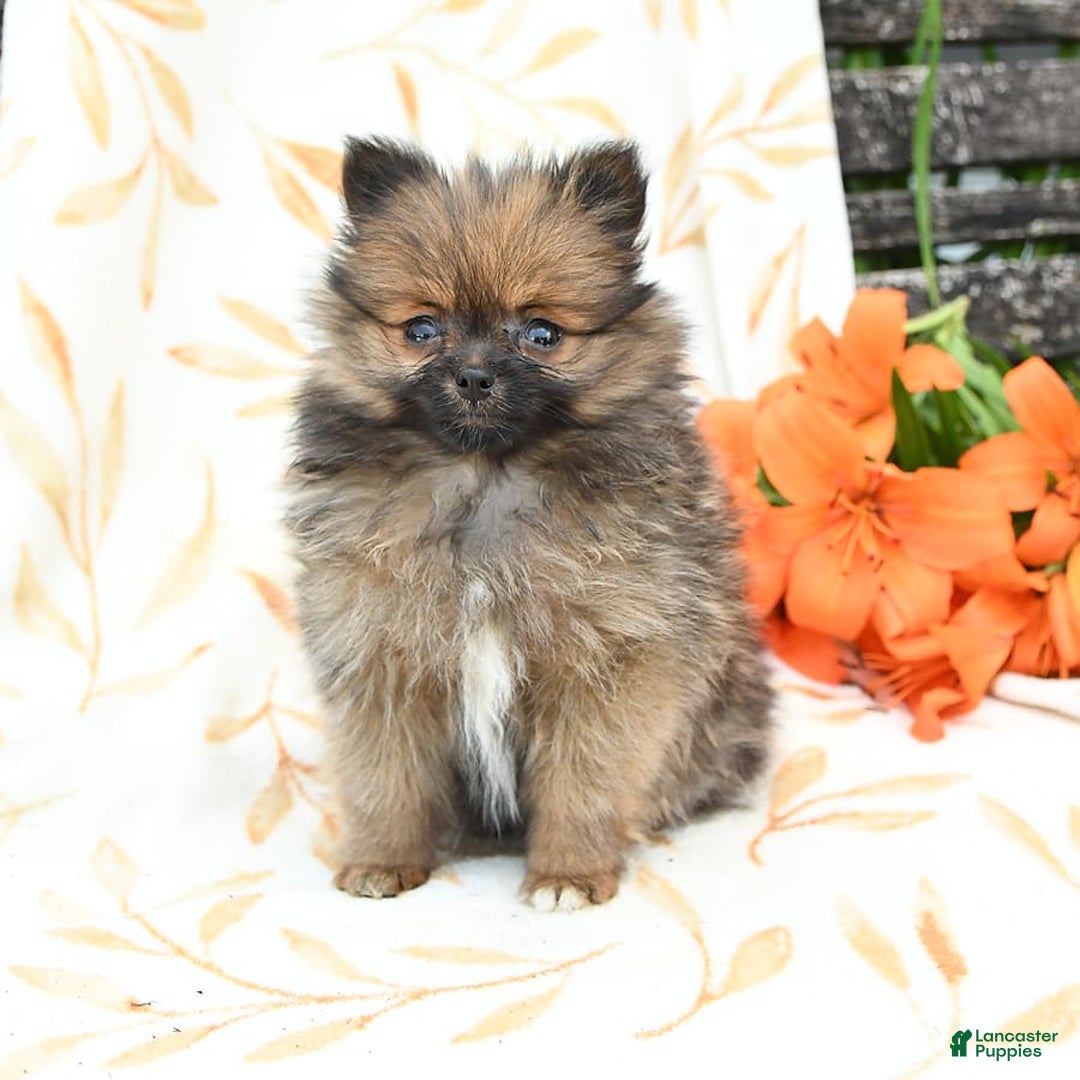 Pomeranian dogs for sale: Joy - Image 4