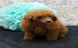 Miniature Poodle dogs for sale: Rita - Image 4