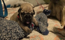 Pug dogs for sale: Don - Image 21