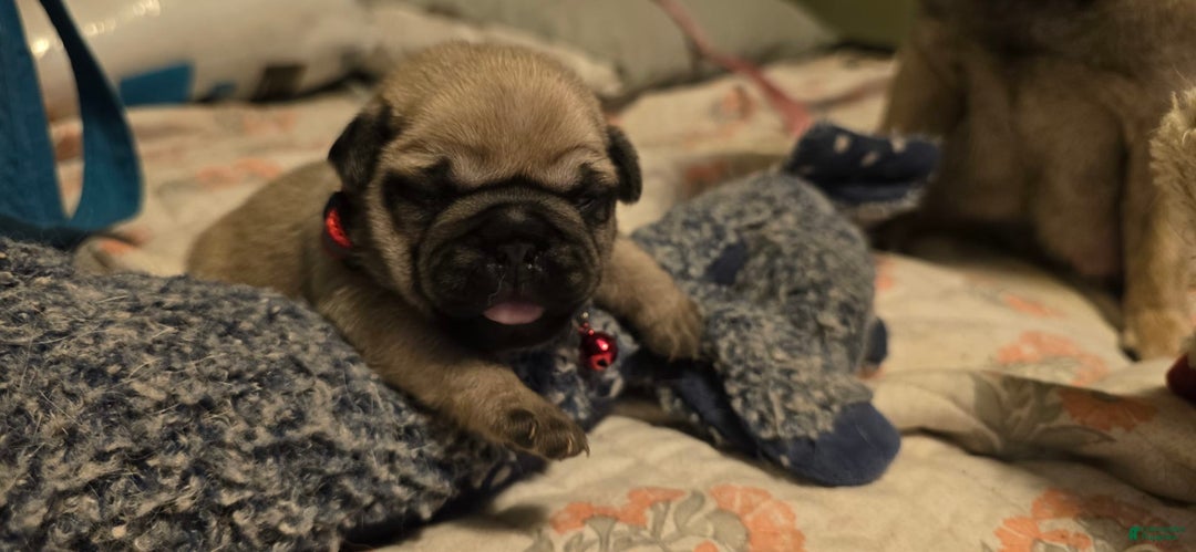 Pug dogs for sale: Don - Image 21