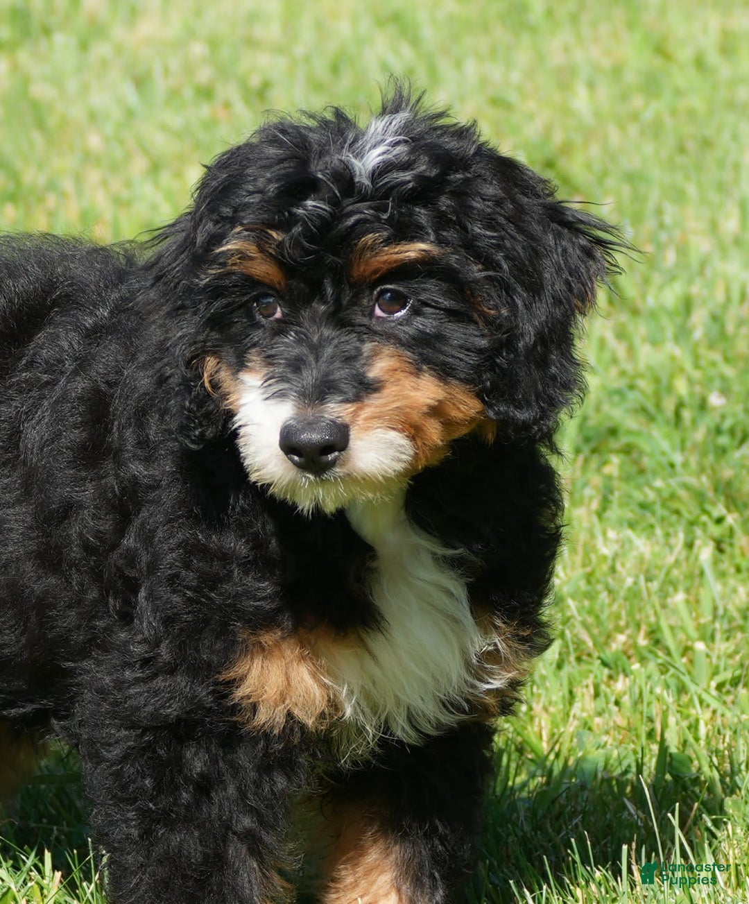 Mini Bernedoodle dogs for sale: Buddy - Image 8