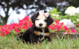 Bernese Mountain Dog dogs for sale: Bailey - Image 2