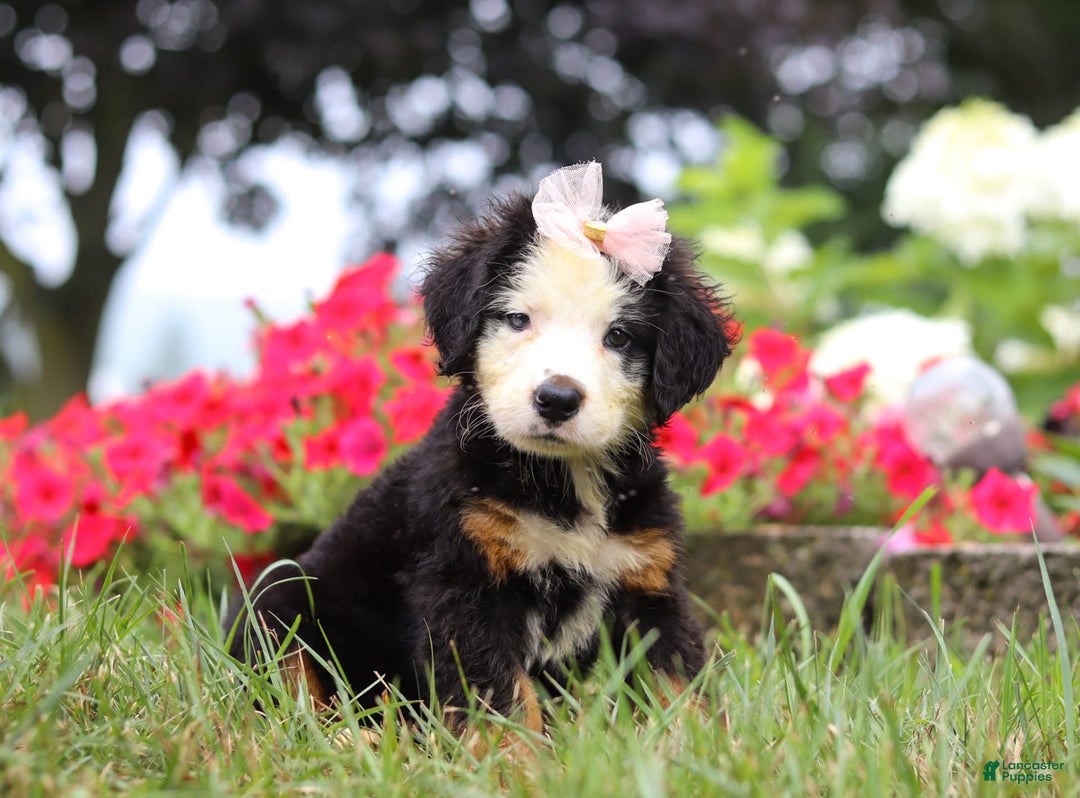 Bernese Mountain Dog dogs for sale: Bailey - Image 2