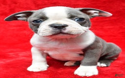 Boston Terrier dogs for sale: Jenny - Image 1