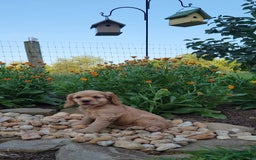 Cocker Spaniel dogs for sale: Bonnie - Image 3