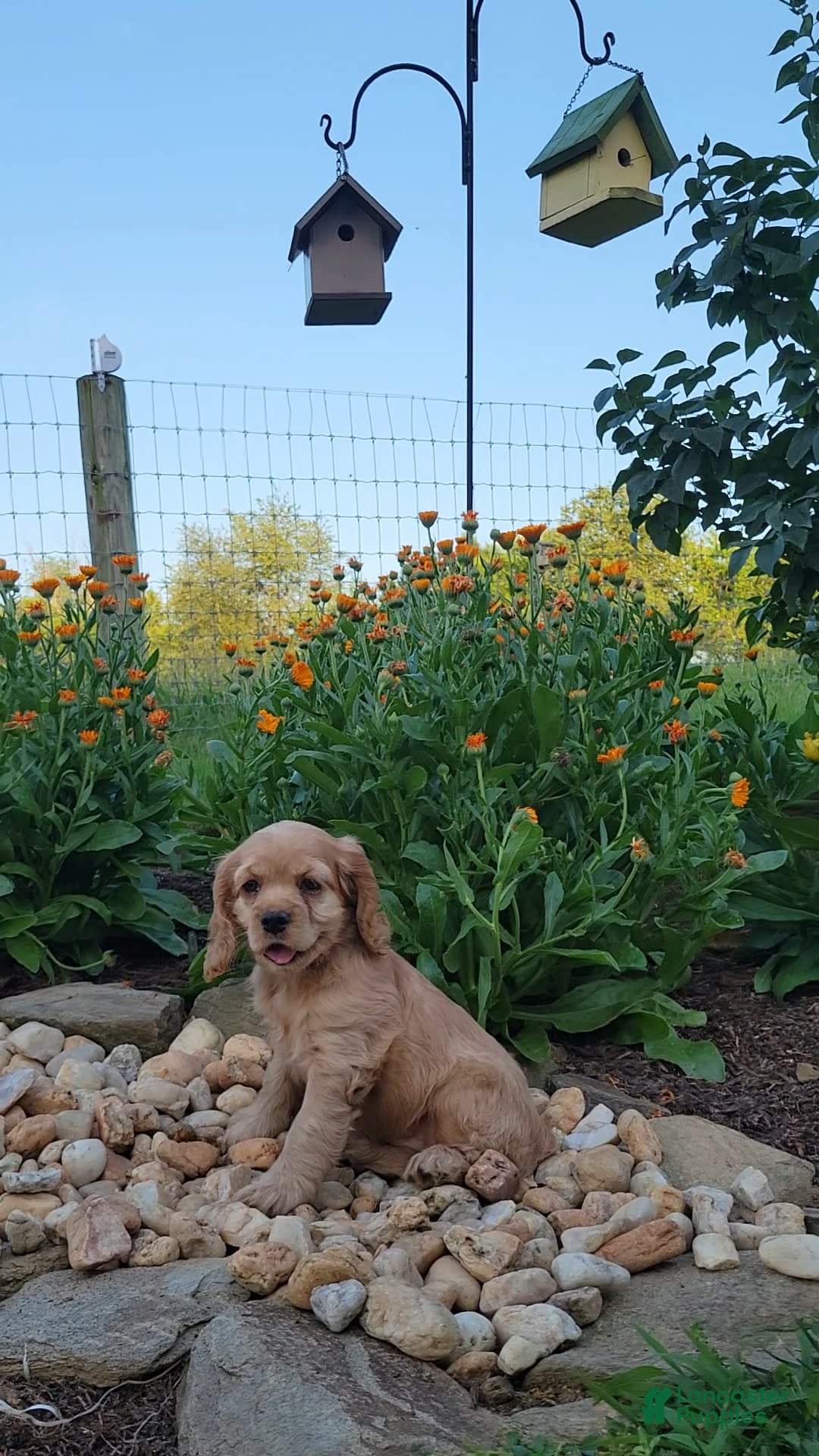 Cocker Spaniel dogs for sale: Bonnie - Image 3