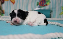 Morkie dogs for sale: Macchiato - Image 6