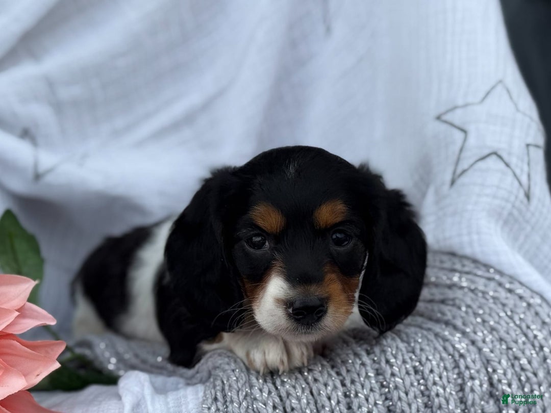 Miniature Dachshund dogs for sale: Ladybug - Image 16