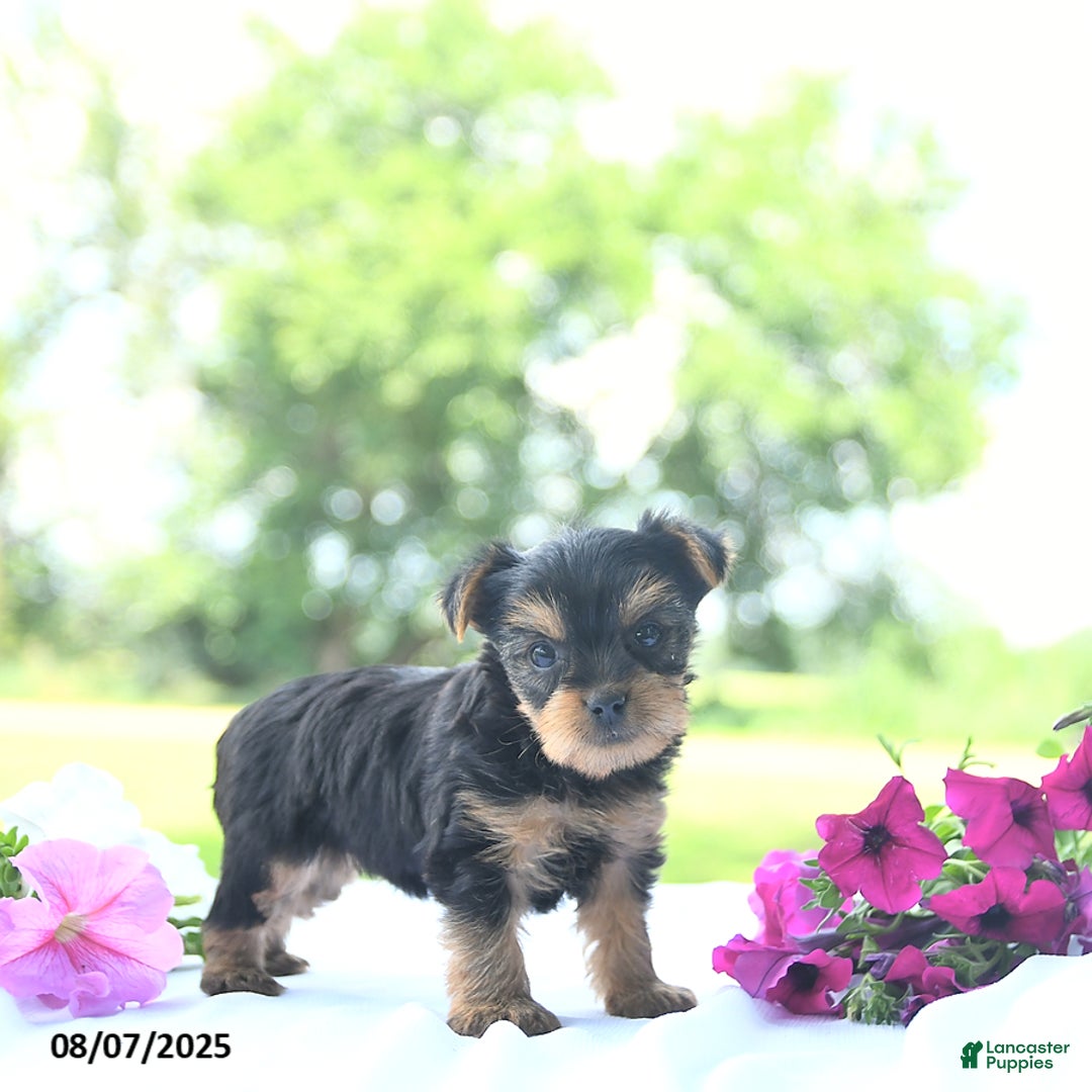 Yorkshire Terrier dogs for sale: Kassia - Image 1