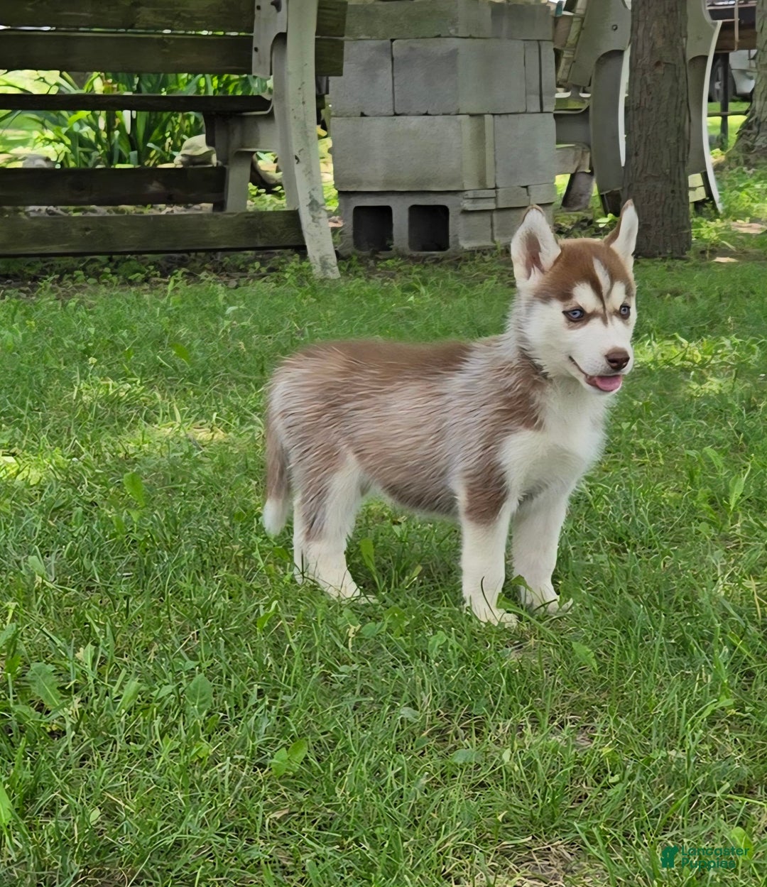 Siberian Husky dogs for sale: Jubilee - Image 2