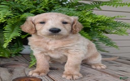 Goldendoodle dogs for sale: Bella - Image 31