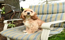 Cocker Spaniel dogs for sale: Huck - Image 10