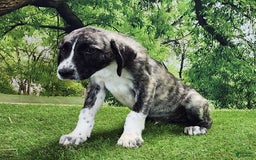 Anatolian Shepherd dogs for sale: AKC Dusty 2025 Male 6 - Image 1