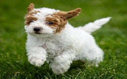 Toy Poodle dogs for sale: Pepper Lace - Image 6