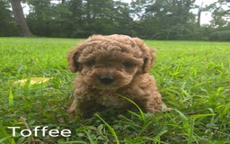 Cavapoo dogs for sale: Toffee - Image 2