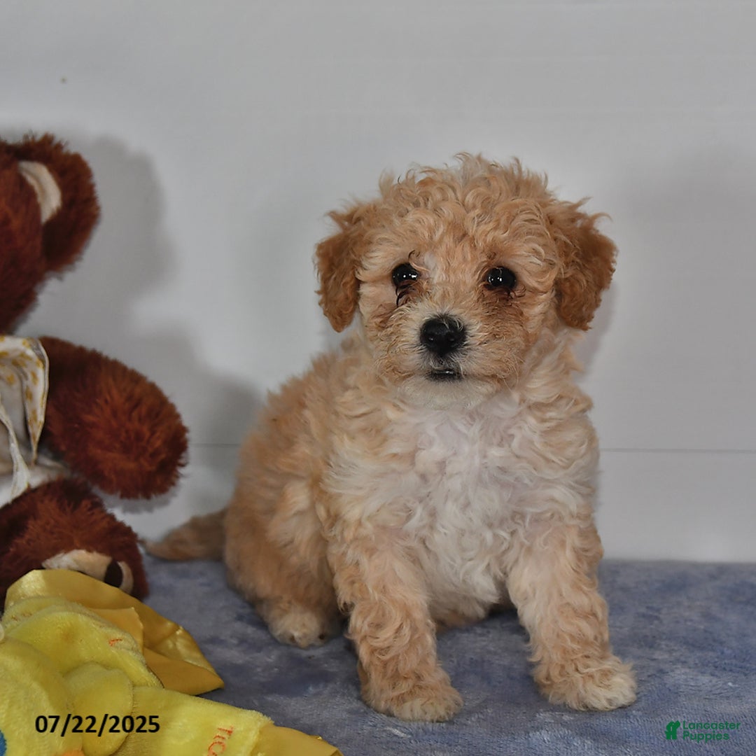 Bichpoo dogs for sale: Cowboy - Image 3