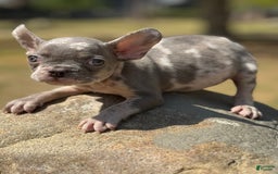 French Bulldog dogs for sale: French Bulldog 3 puppies - Image 6