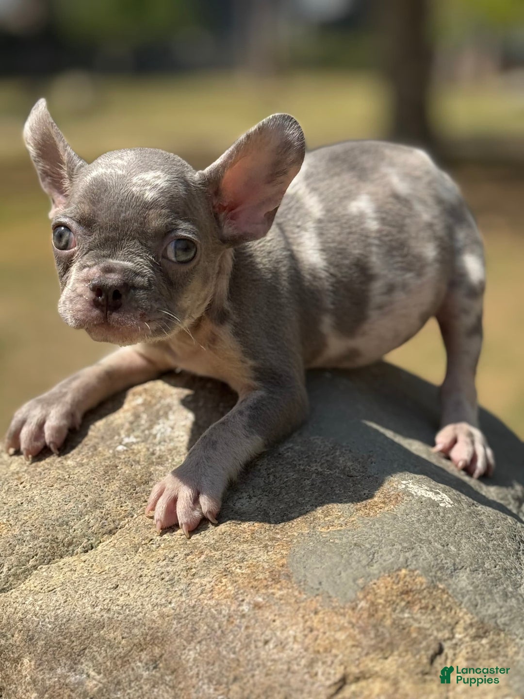 French Bulldog dogs for sale: French Bulldog 3 puppies - Image 6