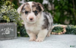 Welsh Corgi Pembroke dogs for sale: Luna - Image 2
