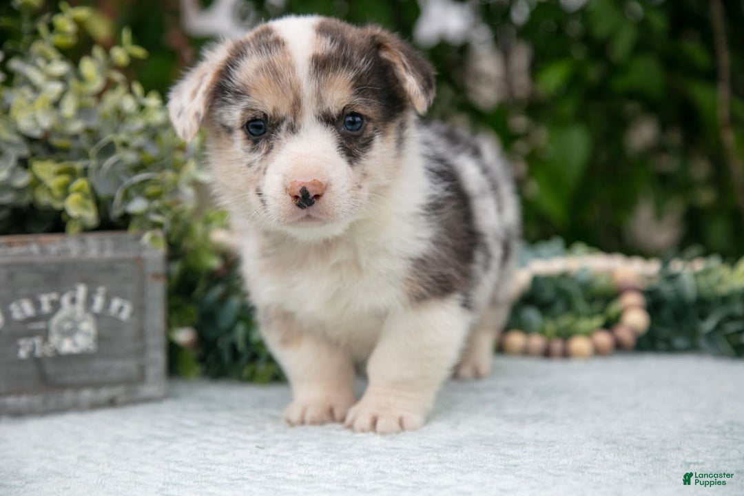 Welsh Corgi Pembroke dogs for sale: Luna - Image 2