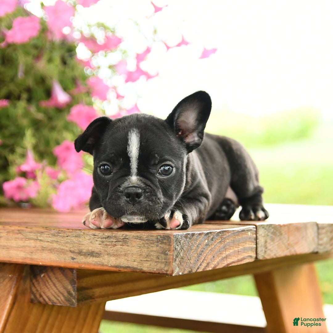 Frenchton dogs for sale: Gretta - Image 2