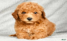 Miniature Poodle dogs for sale: Dino - Image 1