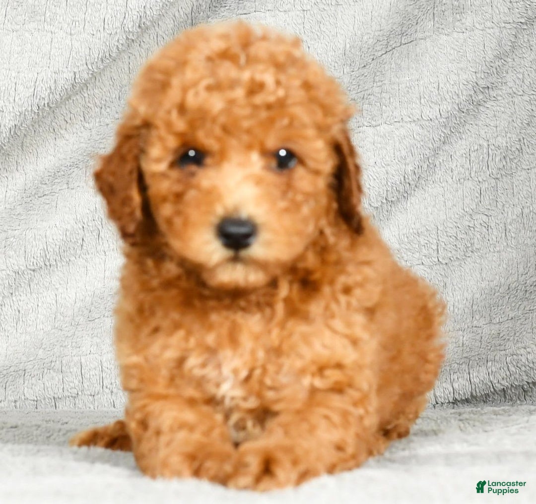 Miniature Poodle dogs for sale: Dino - Image 1