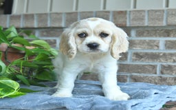 Cocker Spaniel dogs for sale: Jimmy - Image 3