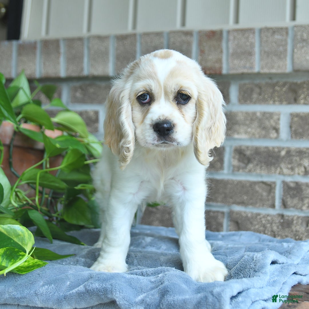 Cocker Spaniel dogs for sale: Jimmy - Image 3