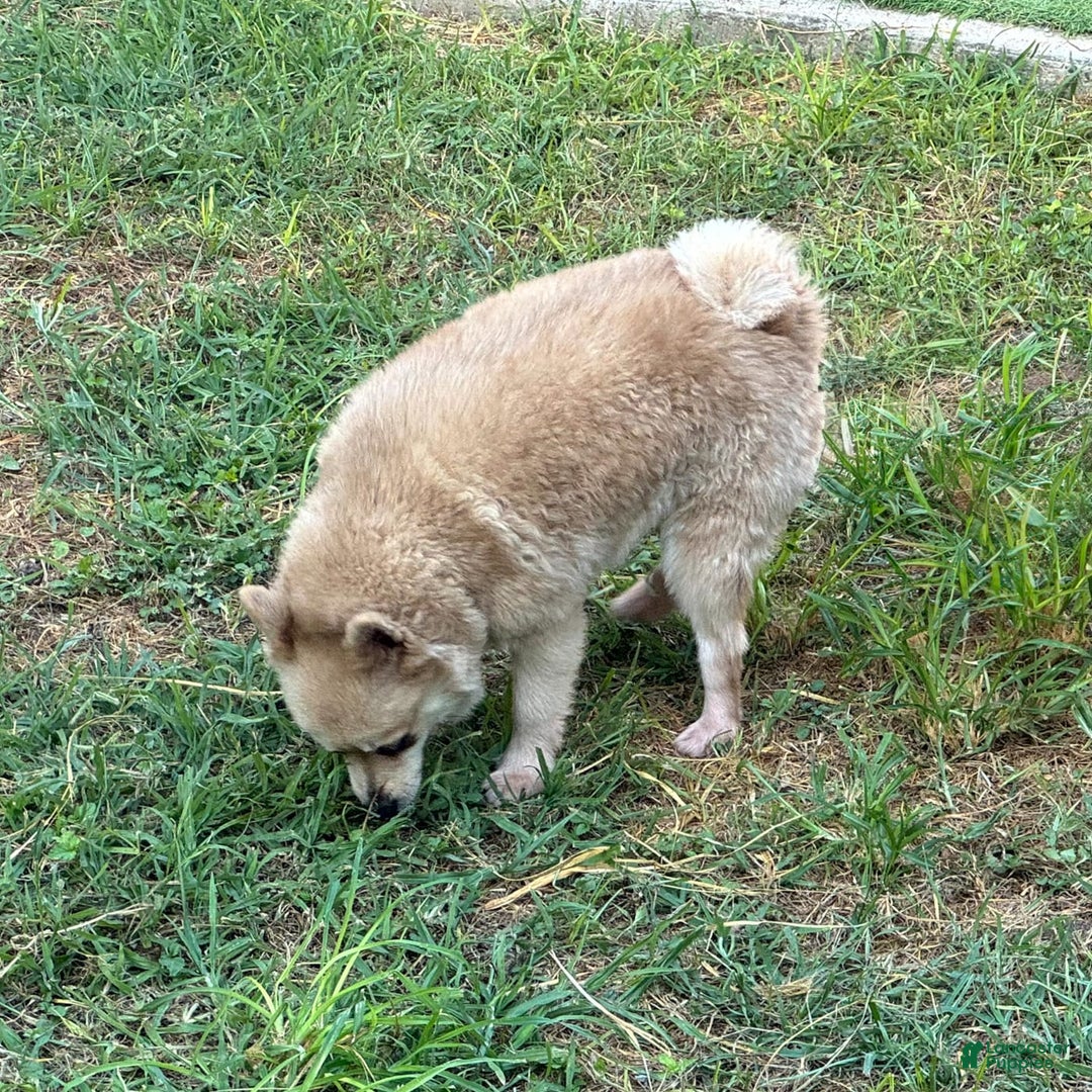 Pomeranian dogs for sale: Giovanna - Image 6