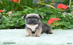 French Bulldog dogs for sale: Buffy - Image 4