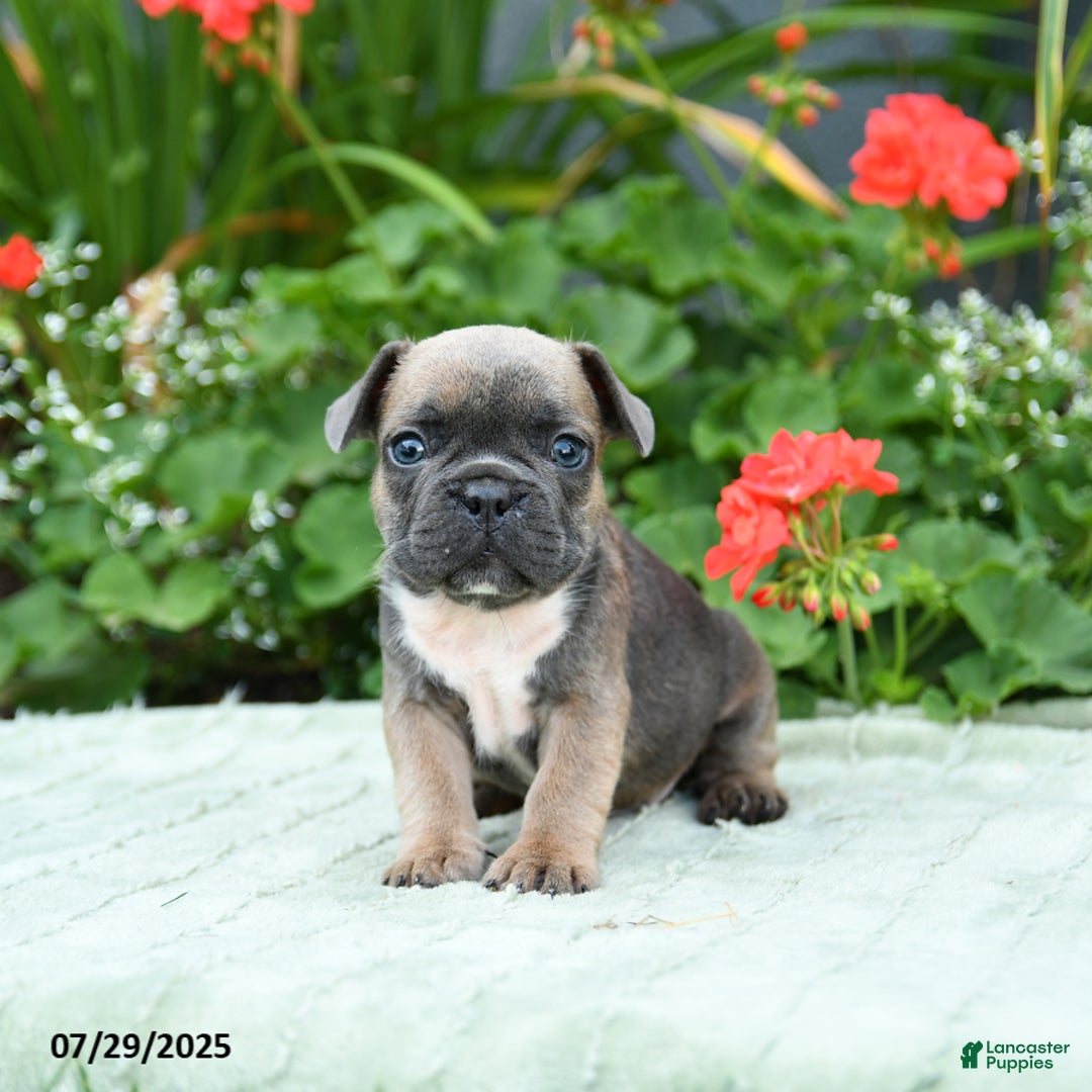 French Bulldog dogs for sale: Buffy - Image 4