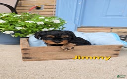Cavapoo dogs for sale: Jimmy - Image 1
