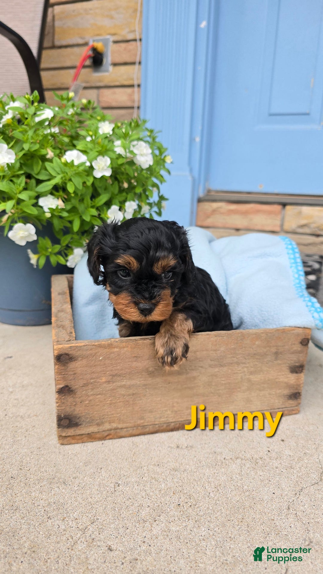 Cavapoo dogs for sale: Jimmy - Image 1