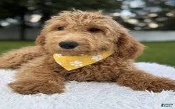 Mini Goldendoodle dogs for sale: Apollo - Image 16