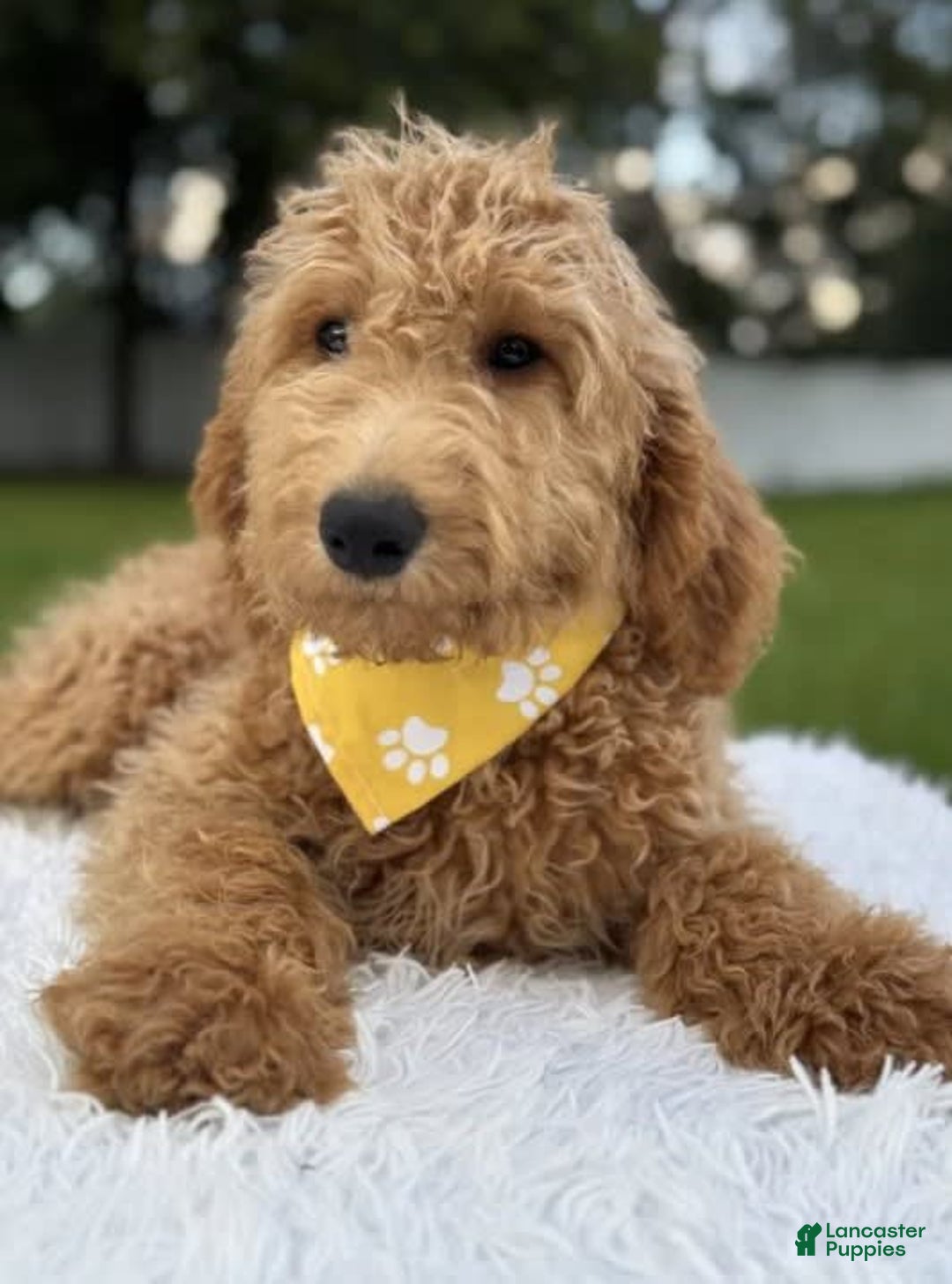 Mini Goldendoodle dogs for sale: Apollo - Image 16